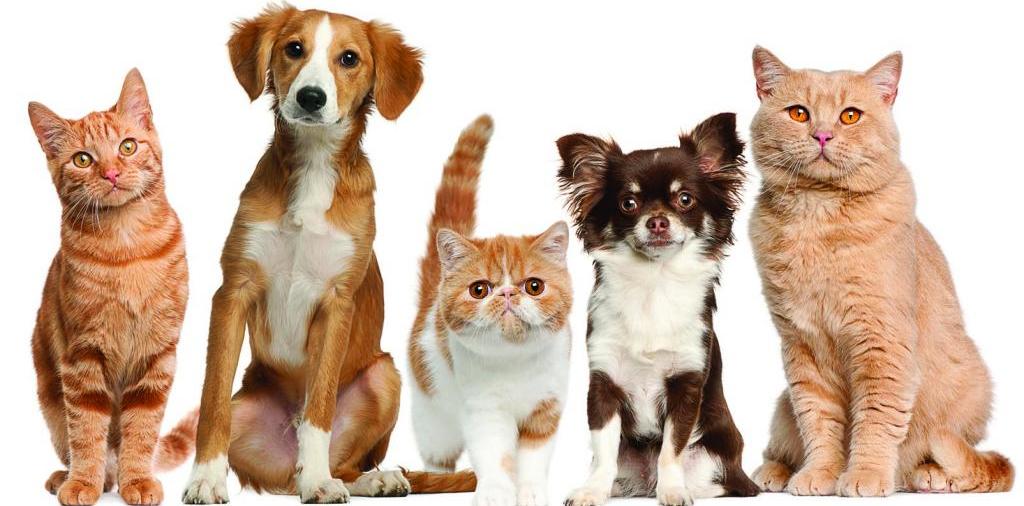 Доска объявлений о животных | ЗооТом - продажа, вязка и услуги для животных в Заозерном