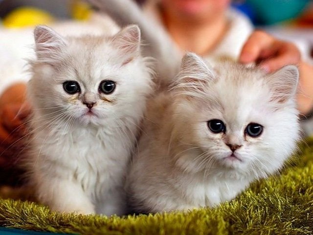 Породы кошек в Заозерном | ЗооТом портал о животных