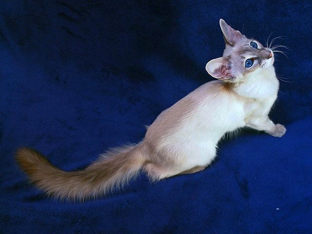 Выведенные породы кошек в Заозерном | ЗооТом портал о животных