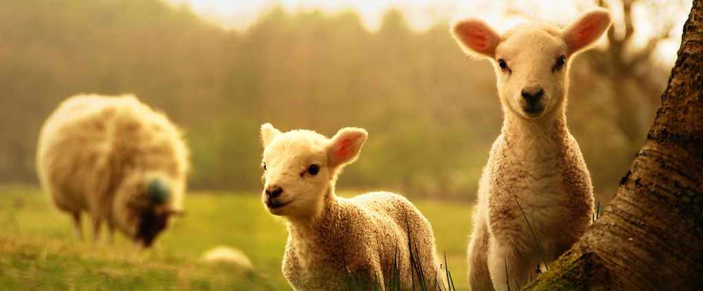 Объявления о сельскохозяйственных животных | ЗооТом - продажа, вязка и услуги для животных в Заозерном