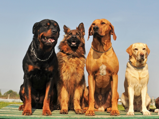 Крупные породы собак в Заозерном | ЗооТом портал о животных