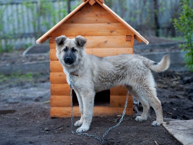 Все о собаках в Заозерном Все о собаках в Заозерном